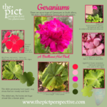 Geranuims low res web Social Media Posts