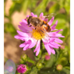 Bee on Wild purple flower